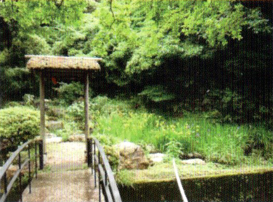 杜若の池